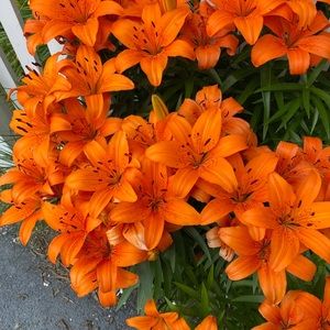 Meet your Posher, Melissa